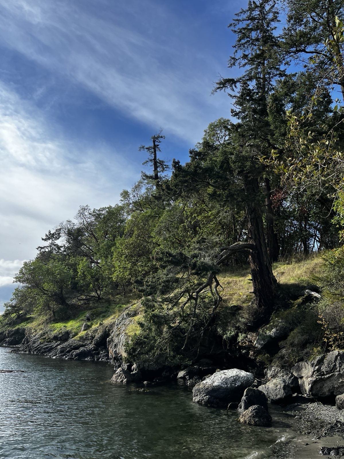 Windswept trees on a rocky coastal bluff