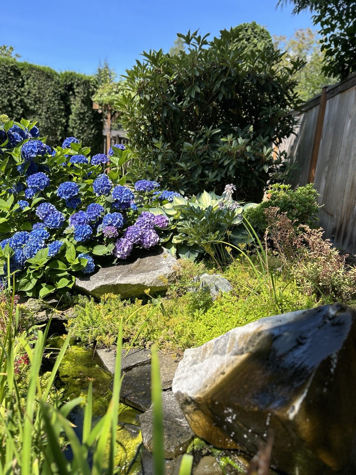 Hydrangeas and grasses growing over a stone rockery