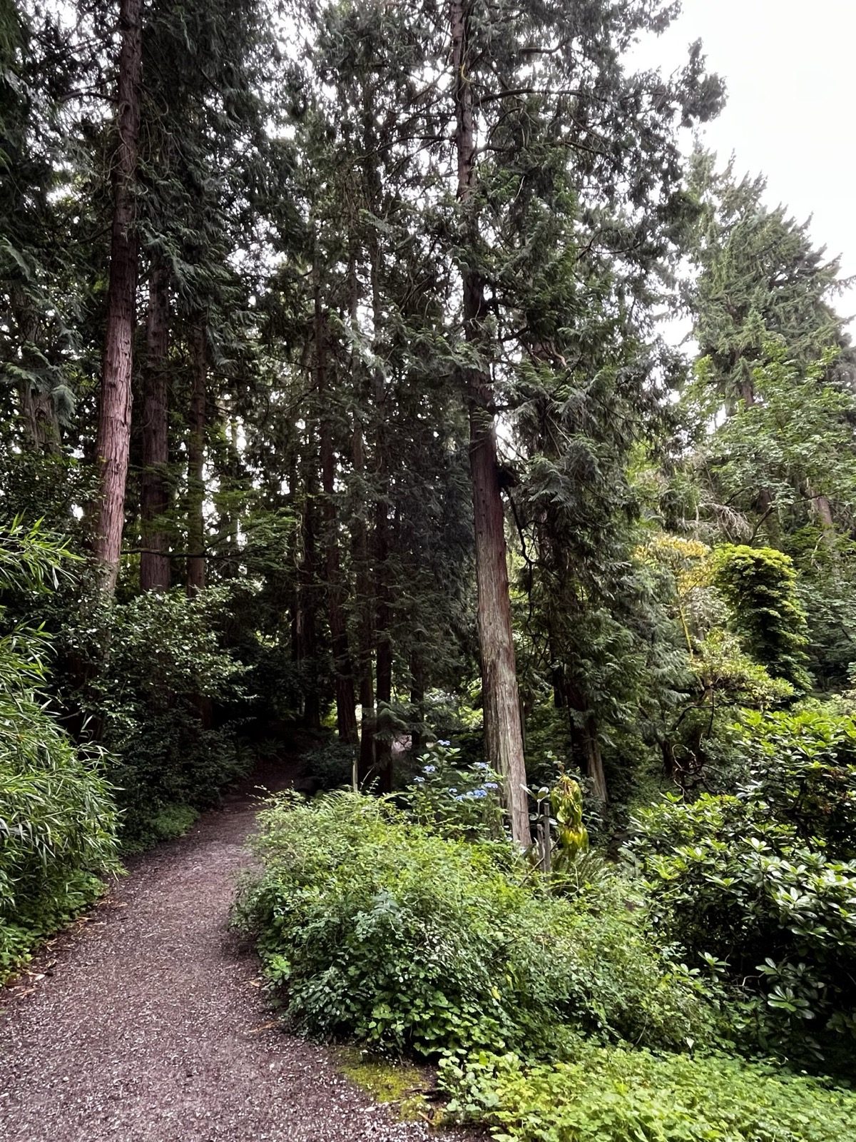 A soft path running through tall timber