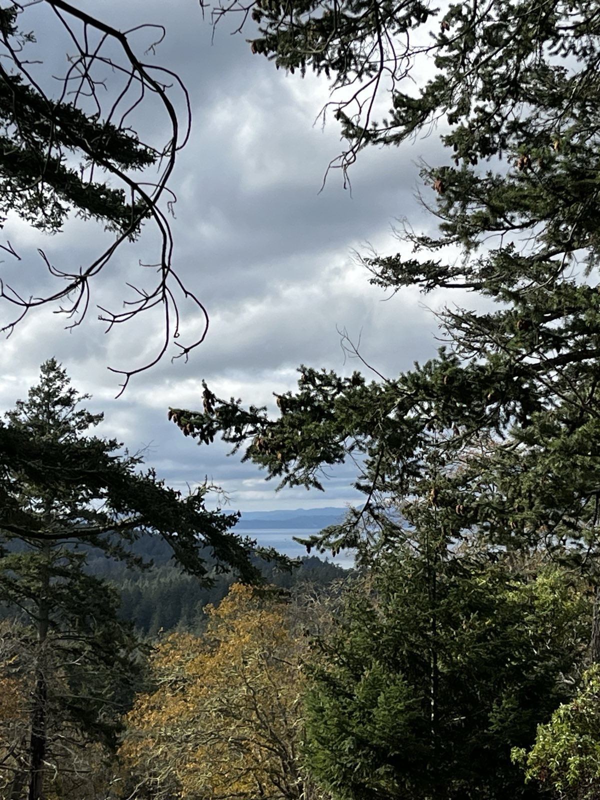 View through evergreen branches to distant water